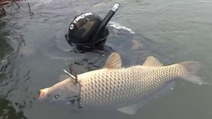 Под водой с Андреем Щукиным - 513 - Астраханская область. Погружения на Волге.