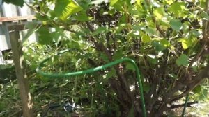 Смородина вот это урожай не хватает тыры занято всё обираем смородину личный опыт