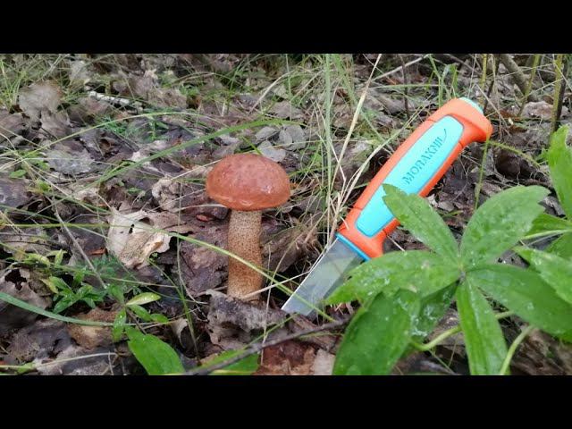 За грибами после рыбалки, удачная прогулка. #NIK_72 смотреть онлайн