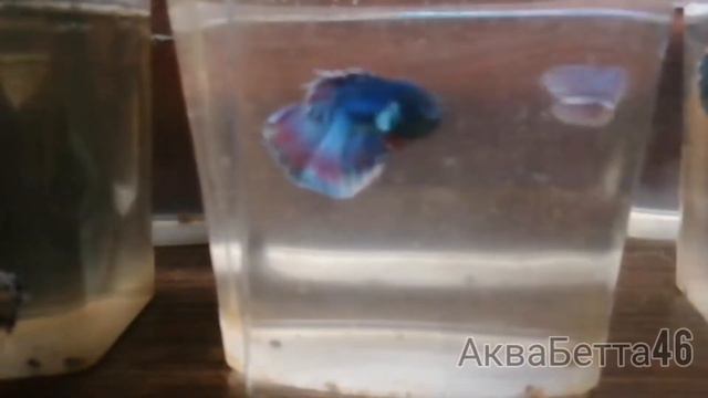 Курск, утро, Бетта смотреть онлайн