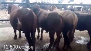 Молбозори Вахдат, нархи гови бони (бука) Таджикистан Вахдат2021#Dalinatj