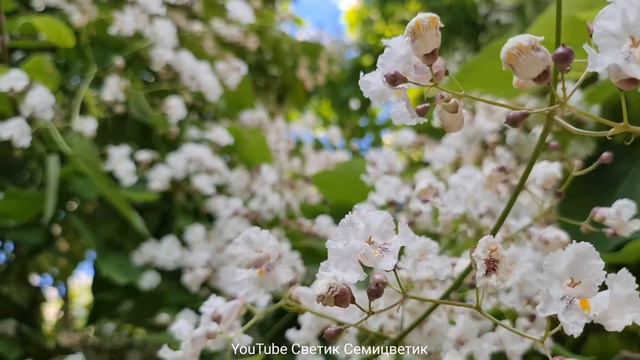 Чудово квітне Катальпа. "Дерево Щастя". Catalpa speciosa - екзотична рослина. смотреть онлайн