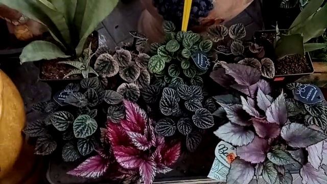 Магазин-теплица. /Райские птицы, новинка-равинала и многое другое. смотреть онлайн