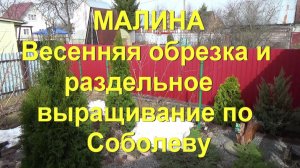 51. МАЛИНА по методу Соболева. Часть 7 - весенняя обрезка. Переходим на раздельное выращивание!