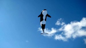 Dolphins DO WHAT? Dolphin Facts for Kids 🐬 Explore Animal Facts with Curious Kiwi!