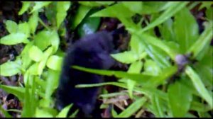 КАК ВЫГЛЯДИТ КРОТ. КРОТ ПЕРЕДВИГАЕТСЯ ПО ПОВЕРХНОСТИ ЗЕМЛИ / Looks like a mole #19
