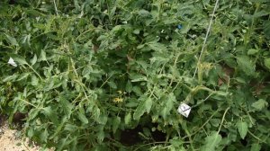 Нью-Дели вирус курчавости листьев томата (Tomato leaf curl New Delhi virus)