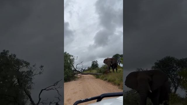 ? Слон ломает дерево, чтобы почесать зудящую задницу