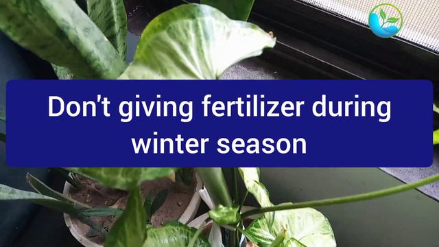 Syngonium plant care in winter  | Arrowhead plant care