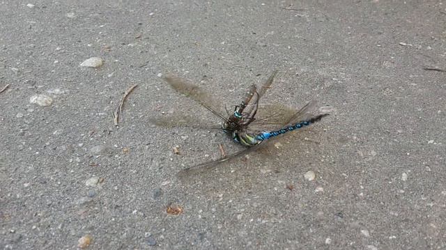 Стрекозы тоже любят... смотреть онлайн