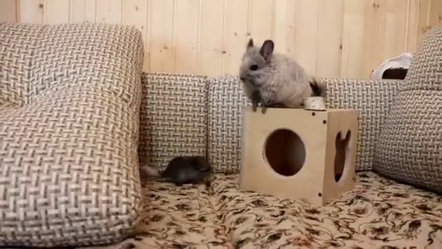 Шиншилла.Семья? смотреть онлайн