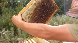 Отбираем корпуса с медом