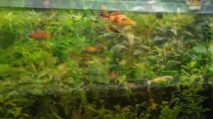 Аквариум на земле. Год содержания без подмен. Обзор и выводы.