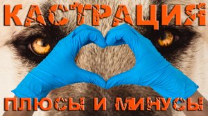 Кастрация как метод коррекции поведения: миф или реальный способ решения проблем? / Зоопсихология