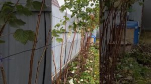 Осенняя обрезка и пригибание малины