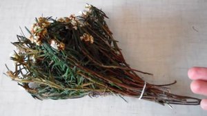 Купил багульник - рекомендую к чаю