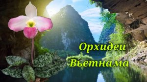 Орхидеи Вьетнама