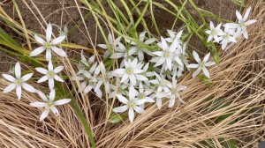 Июнь в Саду 14 июня 2024 часть 2