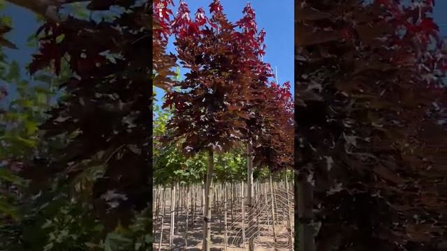 Säulenspitzahorn | Acer platanoides 'Crimson Sentry' hochstamm