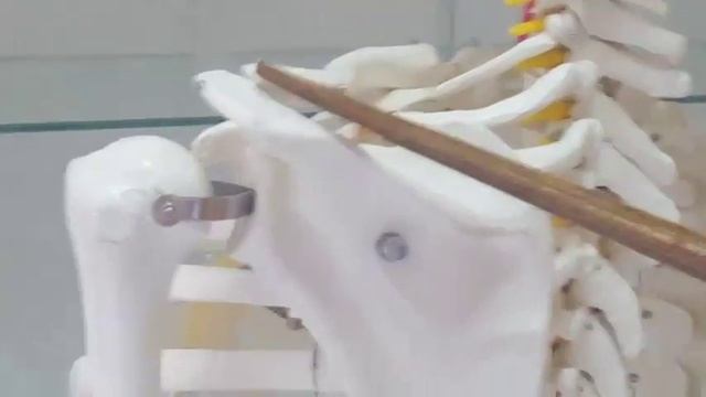 СОЕДИНЕНИЕ КОСТЕЙ ПОЯСА ВЕРХНЕЙ КОНЕЧНОСТИ