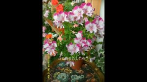 Pelargonium Fairy Orchid 1 (2013~2014)   페어리오키드