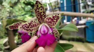 Cattleya Green Emerald