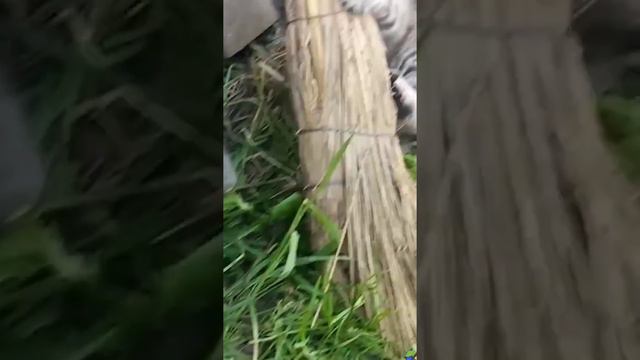 Голубоглазые котята. 23:06:2022