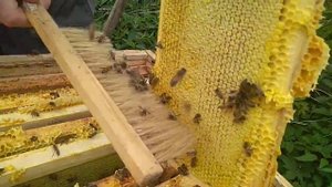 Начало лета.. маискии мед.. бакфаст