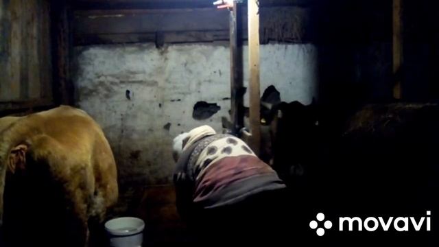 Сезон отёлов 2021 открыт. Что делать с коровой после отела. смотреть онлайн