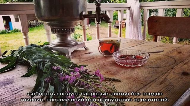 Как вырастить иван-чай –подробная инструкция для садоводов смотреть онлайн