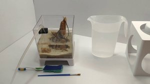 Как чистить маленький аквариум - How to clean a small aquarium
