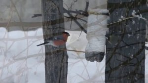 Как правильно подкармливать птиц зимой-2