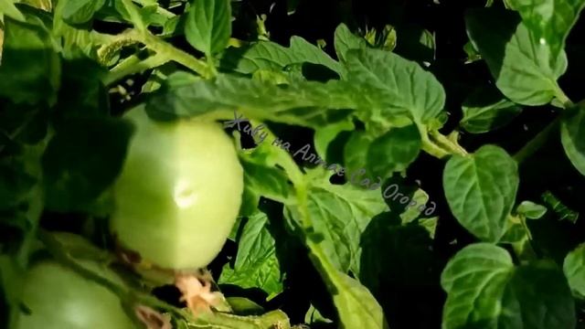 Сорт томата, который может стать гордостью коллекции. Обзор сорта из каталога.