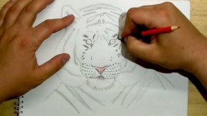 РИСУЕМ ТИГРА. Draw а tiger