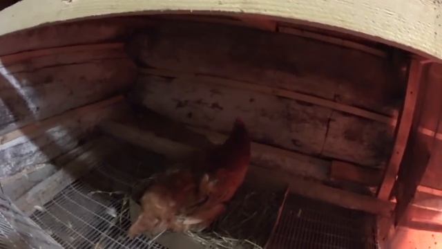 Эксперимент с курицей наседкой Часть 3 смотреть онлайн