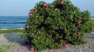 Практическая экология 3 класс 
Этажи леса