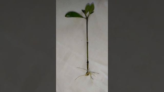 Successful Gardenia jasminoides water propagation