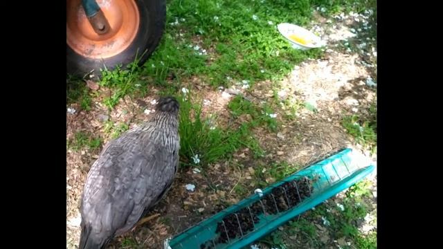 Лечение раненного цыплёнка породы Кремовый Легбар. смотреть онлайн