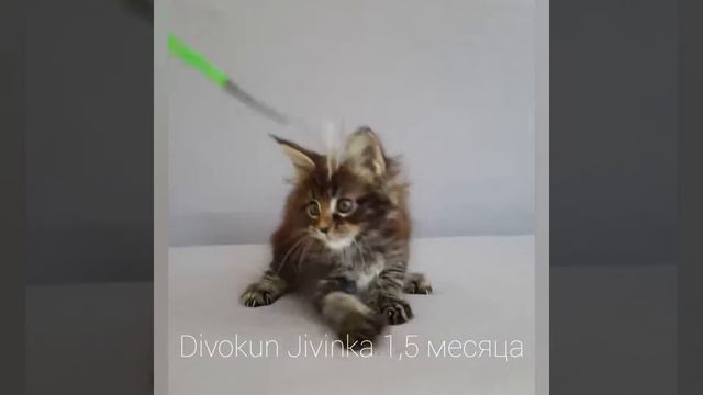 Кошечка мейн кун Живинка (1,5 месяца) Окрас чёрный мрамор
