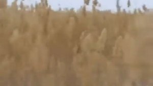 Охота на кабана и утку в Казахстане Наши путешествия