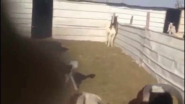 За козлов ответишь