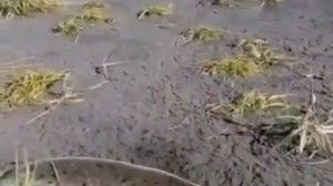 На Камчатке из-за утечки нефтепродуктов и фенола погибли тысячи морских животных