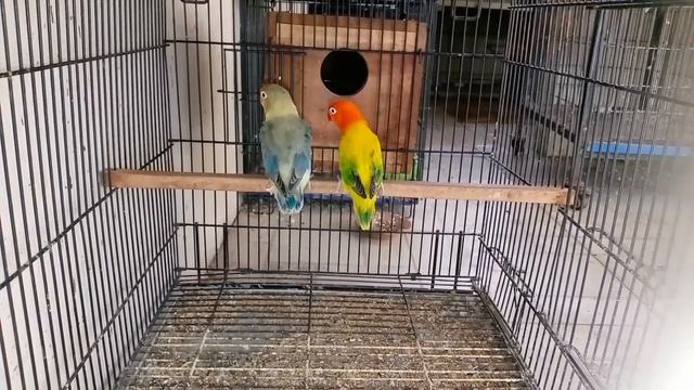 ||Fawn white silver grey jawa||opline Lovebirds chicks||soft food for birds|| смотреть онлайн