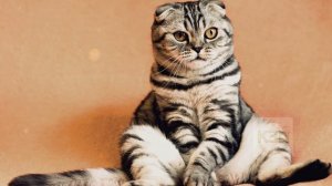 100% рабочий способ отучить кота метить территорию дома! Как отучить кота метить территорию?