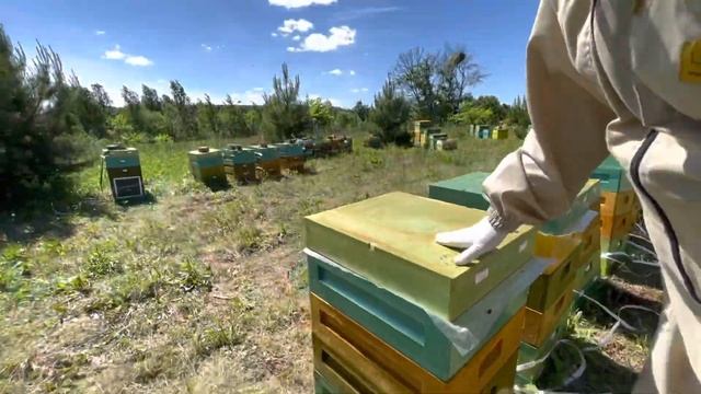 Веранды (намордники) на ульях ППУ Нижегородец через полтора суток. Пчёлы живые!!!! смотреть онлайн