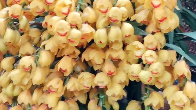 Бонсай в современном Китае. Bonsai in China today