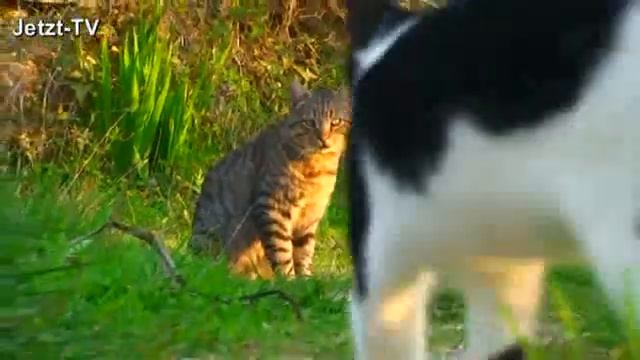 Katzen-Instinkte Cat instincts Teil 2/2 (Jetzt-TV) смотреть онлайн