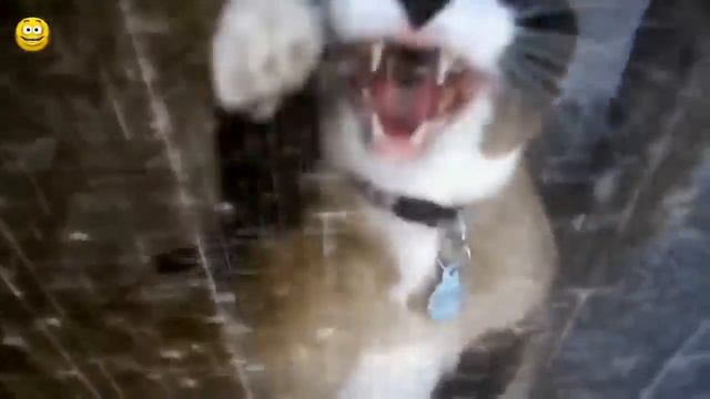 Мяуканье кошек!