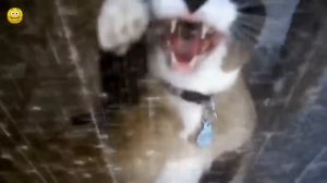Мяуканье кошек!