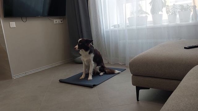 Асами. Пройден четвёртый уровень команды сидеть-5 минут (серьёзная выдержка). смотреть онлайн